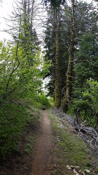 Switchback on Around the Mountain Trail.