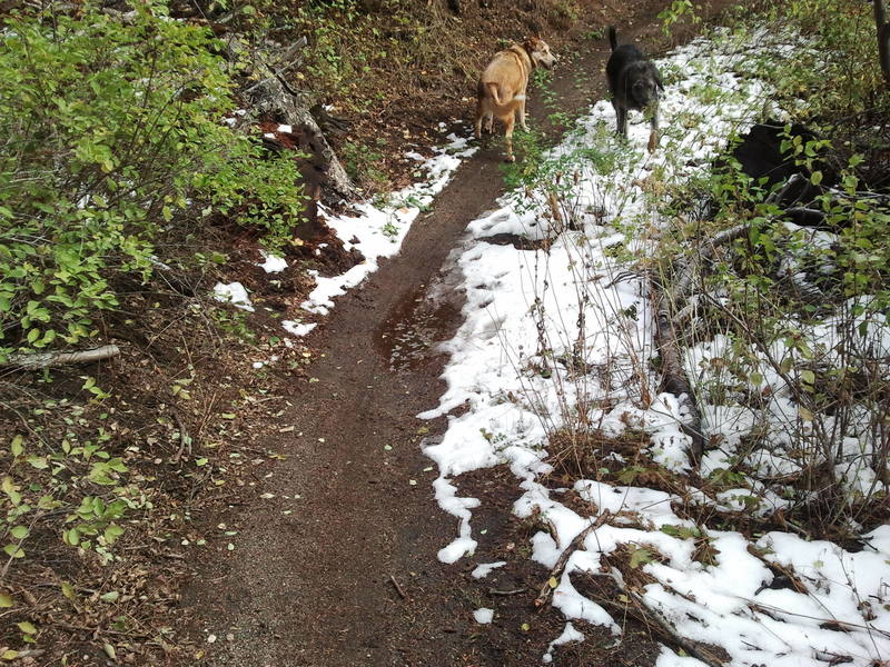 Bogus has snow heading up the Deer Point Trail (91).