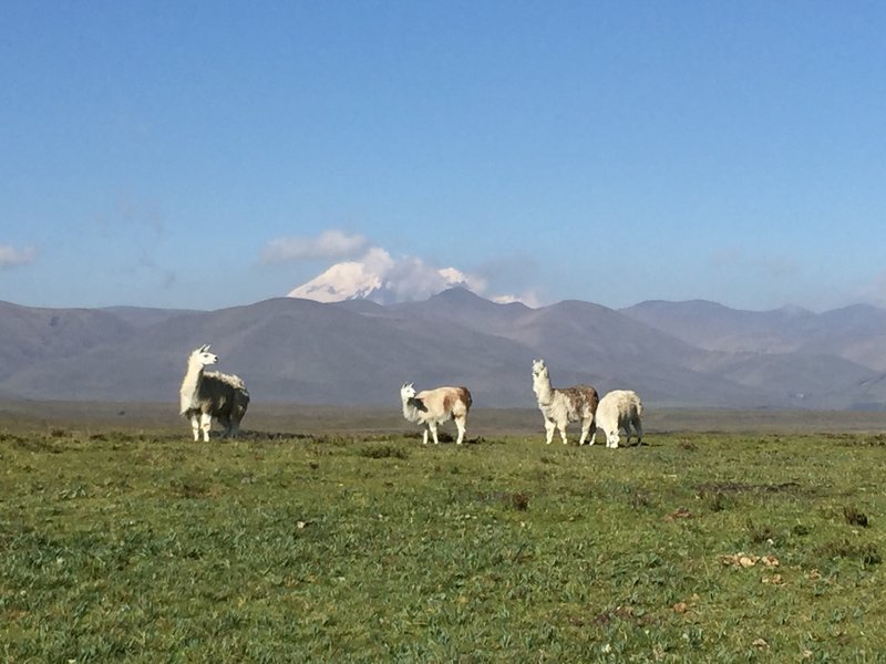 Open trail; llamas will greet you to Hacienda El Tambo. This valley offers views of many volcanoes. Antisana pictured.