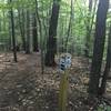 Swamp Rattlesnake intersection.