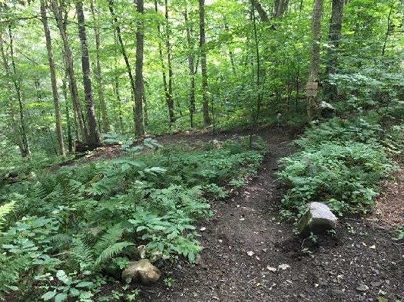 Top of the Bunker Loop, just before descending through some nice singletrack berms.