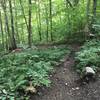 Top of the Bunker Loop, just before descending through some nice singletrack berms.