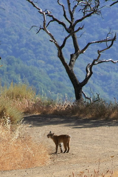 Bobcat on the Mine Hill Trail. with permission from Alexander Avtanski