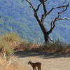 Bobcat on the Mine Hill Trail. with permission from Alexander Avtanski