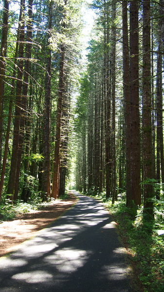 The climb towards Stub Stewart State Park is always beautiful.