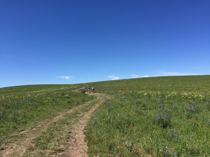 Once on the Clark Ridge Road, you climb up a rough road to a large meadow that is commonly filled with wildflowers.