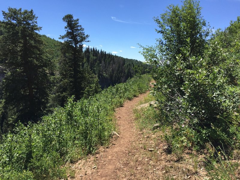 A good example of the tread on Clark Ridge.