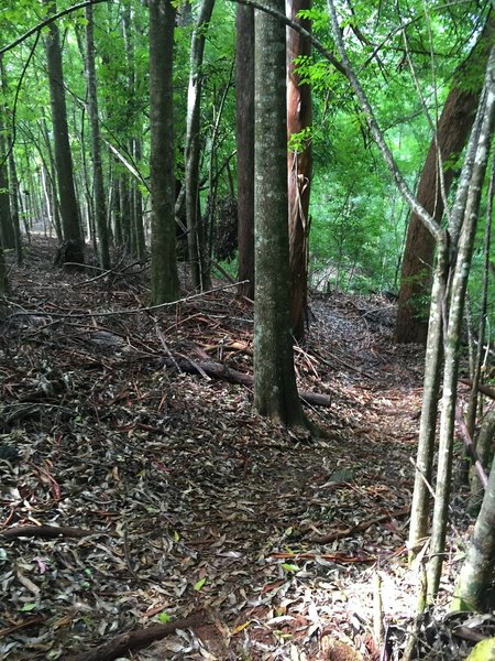 Typical view going down the trail.