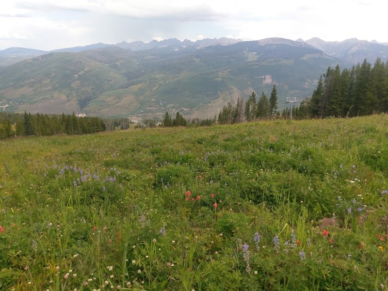 Vail's classic alpine meadows with copius wildflowers and the distant Gore Range as backdrop.