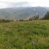 Vail's classic alpine meadows with copius wildflowers and the distant Gore Range as backdrop.