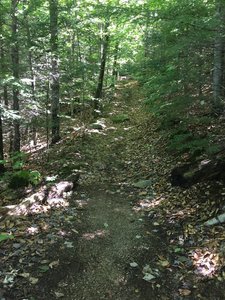 Lots of rocks camouflaged in those leaves.