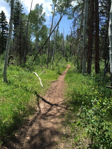 Buck Trail singletrack.