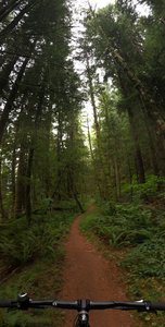Under the canopy on upper Wedekind.