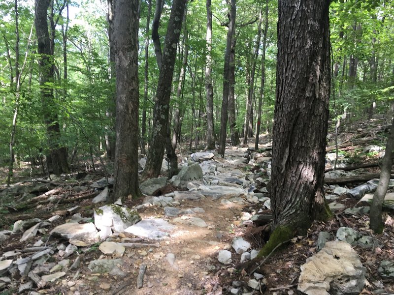 Rock garden on the new Indian Turnip Trail in Deep Creek Lake SP.