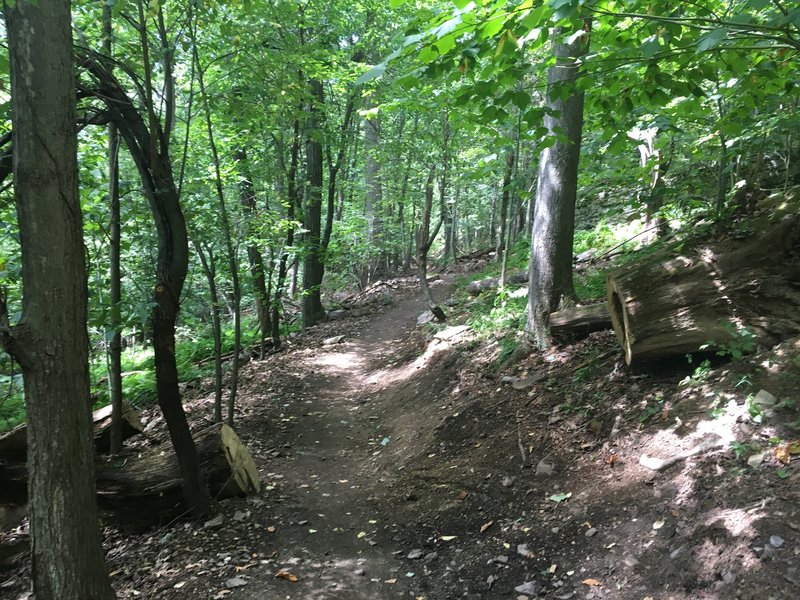 Downhill section on the new Indian Turnip Trail - Deep Creek Lake SP.