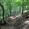 Downhill section on the new Indian Turnip Trail - Deep Creek Lake SP.