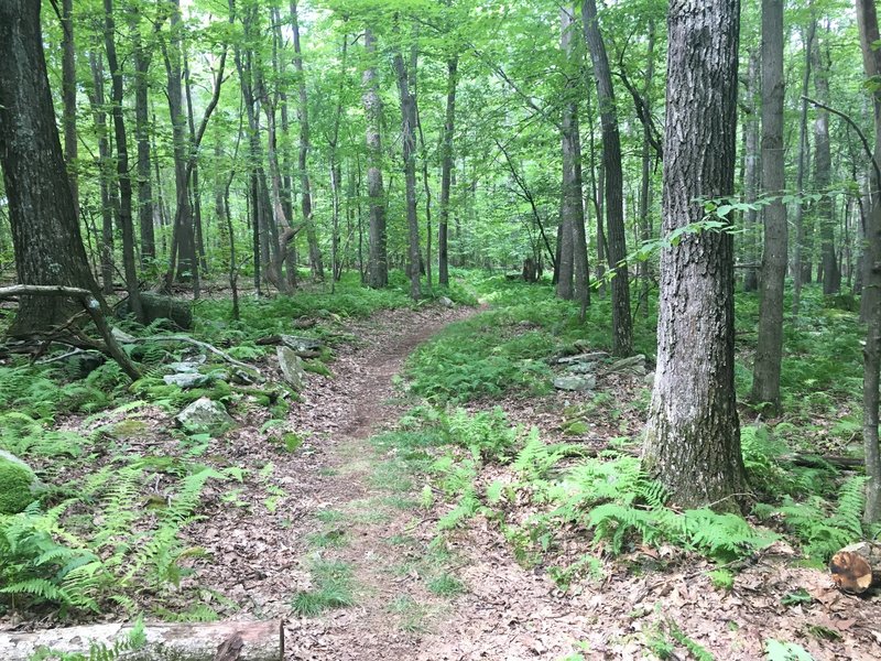 Fern Meadow.