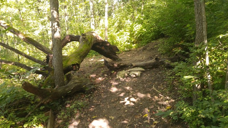 Interesting moss-covered log to view as you navigate a small log over with a nice rock ramp to it.