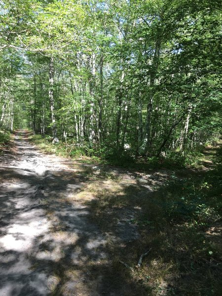 Beginning of Yellow Trail (right path) from Lafayette Road