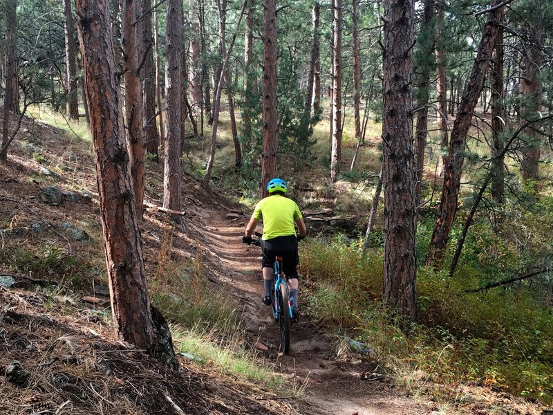 I love the forest canopy of Heil Ranch.