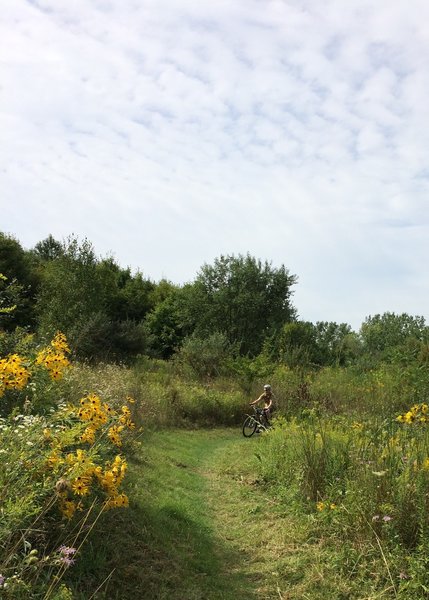 Native wildflower meadow at end of Red direction.