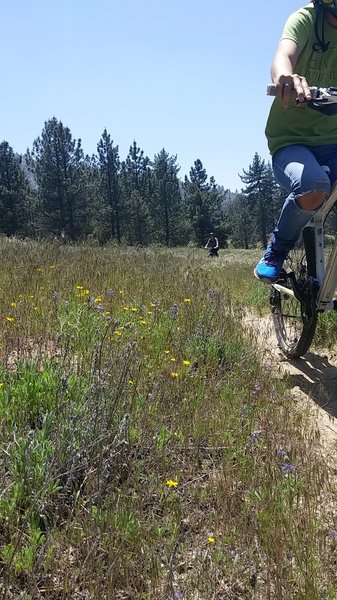 Singletrack throughout the meadows, just going back and forth in this area is tempting!