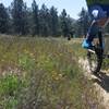 Singletrack throughout the meadows, just going back and forth in this area is tempting!