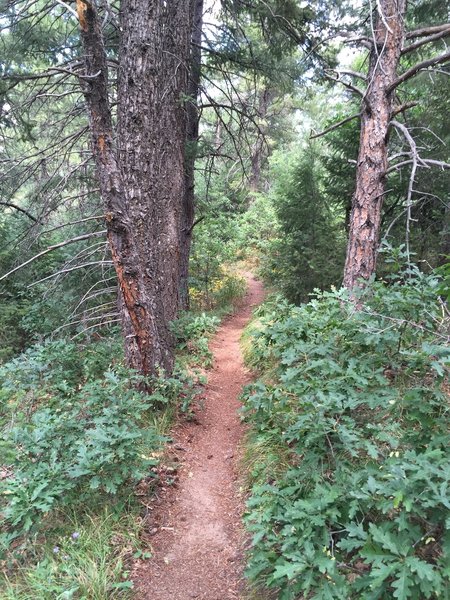 Great Indian Creek singletrack.