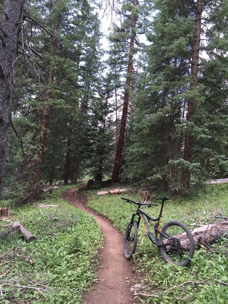 Some more great Colorado Trail singletrack.