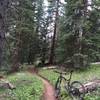 Some more great Colorado Trail singletrack.