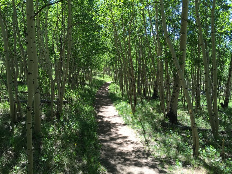 Aspens on the CT.