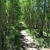 Aspens on the CT.