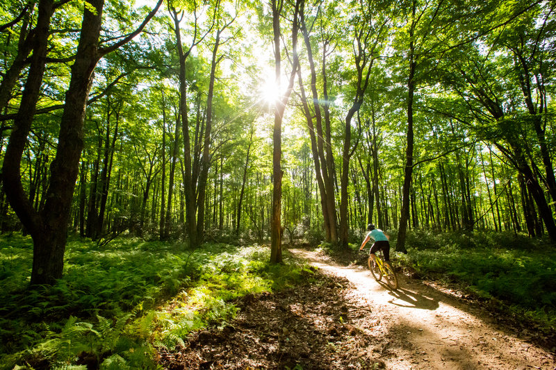 The big forest on F Trail at Jakes Rocks.