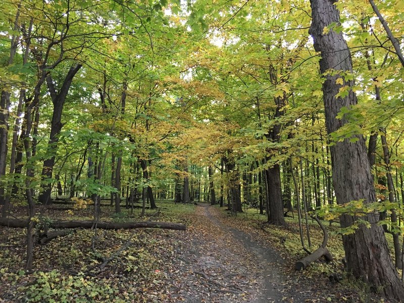 Bullfrog Lake Trail in fall foliage.