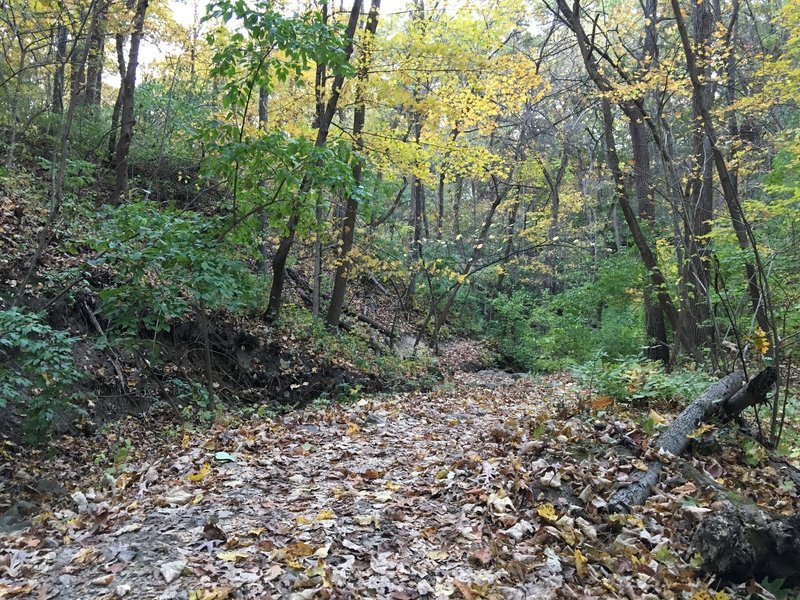 Cruising along the Bullfrog Lake Trail under the cover of fallen leaves.