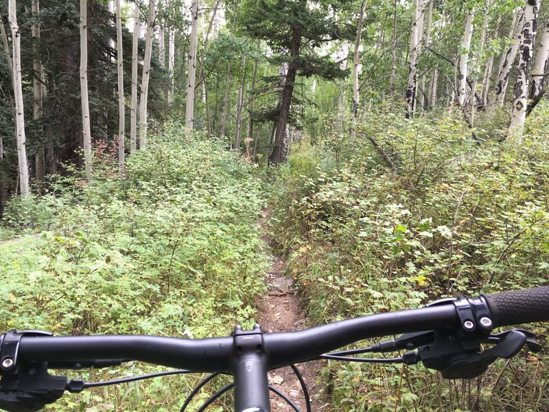 Heading up the narrow, steep, and nearly overgrown section of trail.