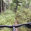 Heading up the narrow, steep, and nearly overgrown section of trail.