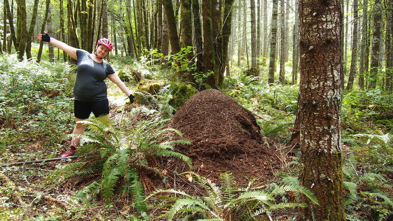 One of the several thatch ant mounds found throughout the forest. They're huge!