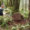 One of the several thatch ant mounds found throughout the forest. They're huge!