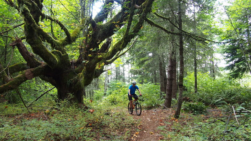 This huge, sprawling Big Leaf Maple was a great treat along the trail.