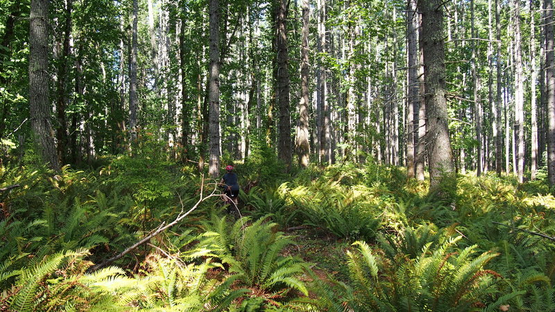 Starting down the super fun and super pretty Red Vole Trail.