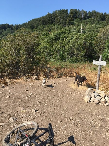 Where the Ogden Overlook out and back breaks off from the main trail.