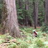 Climbing through big cedar trees.