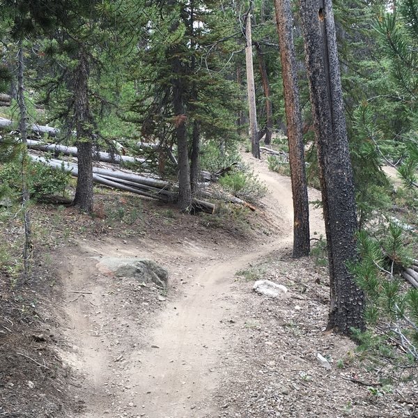 Lots of natural B-line features have been left during the construction of the trails.