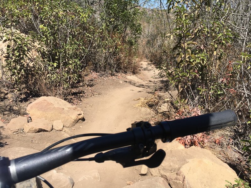 Camarillo Canyon Trail as is transitions from doubletrack to singletrack, going up to Serrano Ridge.