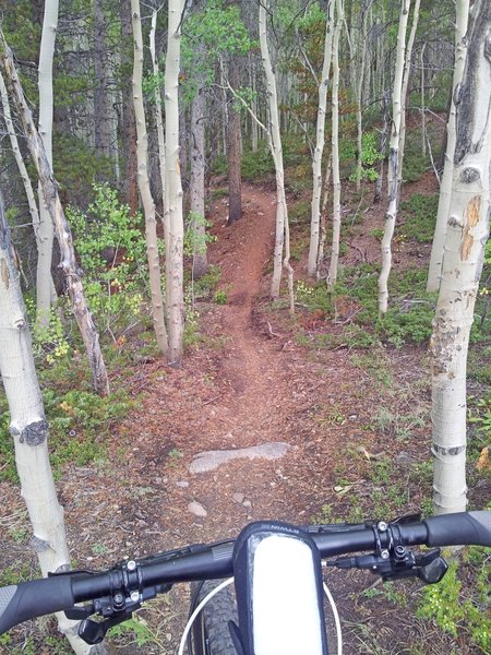 Singletrack heading uphill.