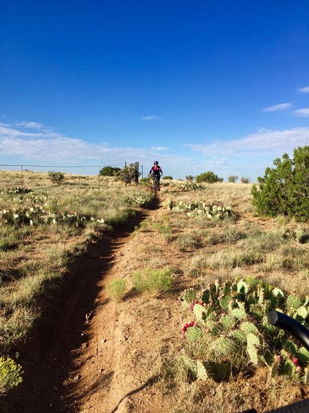 Cattle Fence Trail.