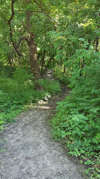 Winding through the forest.