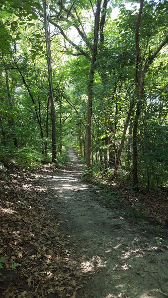 Singletrack along the ridge's contours, through the forest of Grandview Park.