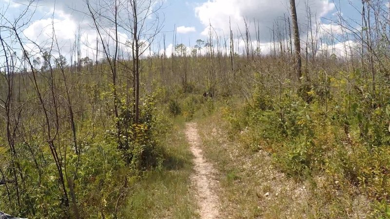 Dry Creek goes from deeply forested to totally exposed as you hit the logging road into the logging area.